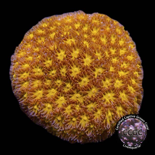 LiveAquaria® CCGC Aquacultured Orange Eye Leptastrea Coral LiveAquaria® CCGC Aquacultured Orange Eye Leptastrea Coral
